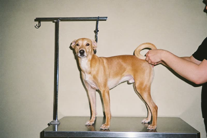 A dog being handled on a grooming table