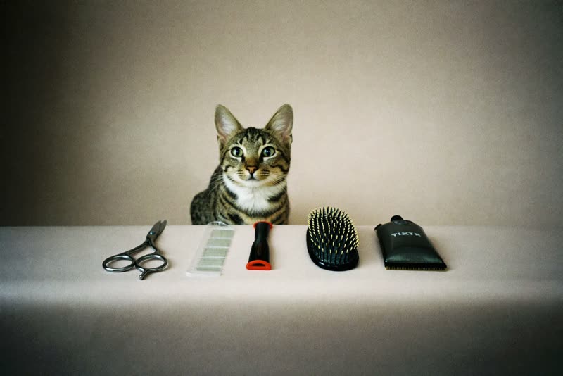 Grooming tools laid out ready