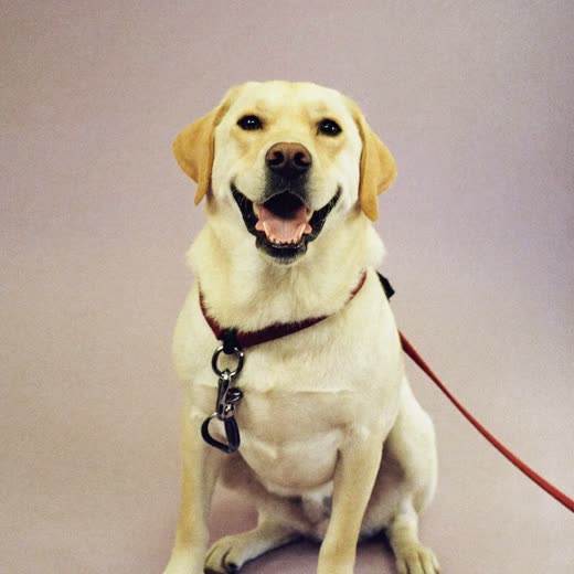 A labrador in a harness ready for a walk